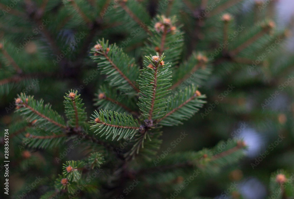 Close-up of the juicy green spruce branches with blurred background