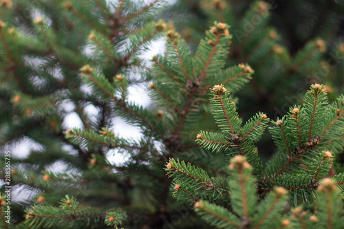 Close-up of the juicy green spruce branches with blurred background