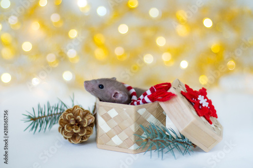 Cute grey little rat-mouse in a New Year's red-white scarf sitting in the wicker box with red-white snowflake, cone and spruce branches on the soft beige background with beautiful luminous yellow blur