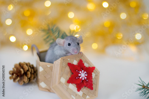 Cute grey little rat looking in frame and sitting in the wicker box with red-white snowflake, cone and spruce branches on the soft light beige background with beautiful luminous yellow blur © OlhaL