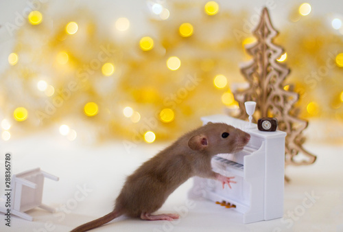 Golden brown cute little rat looking in frame and standing front paws on the white piano with champagne glass and clock on the soft light beige background with beautiful luminous yellow blur