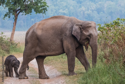 Big Tusker family at Jim Corbett National Park