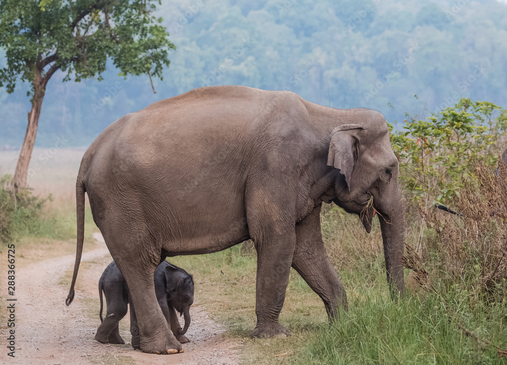 Fototapeta premium Big Tusker family at Jim Corbett National Park