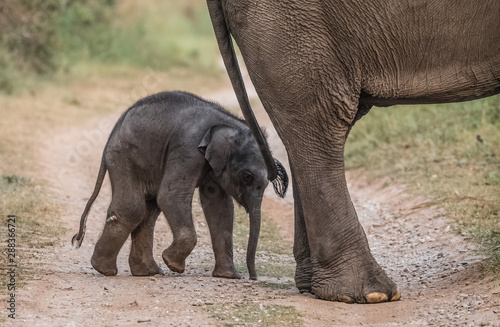 Big Tusker family at Jim Corbett National Park