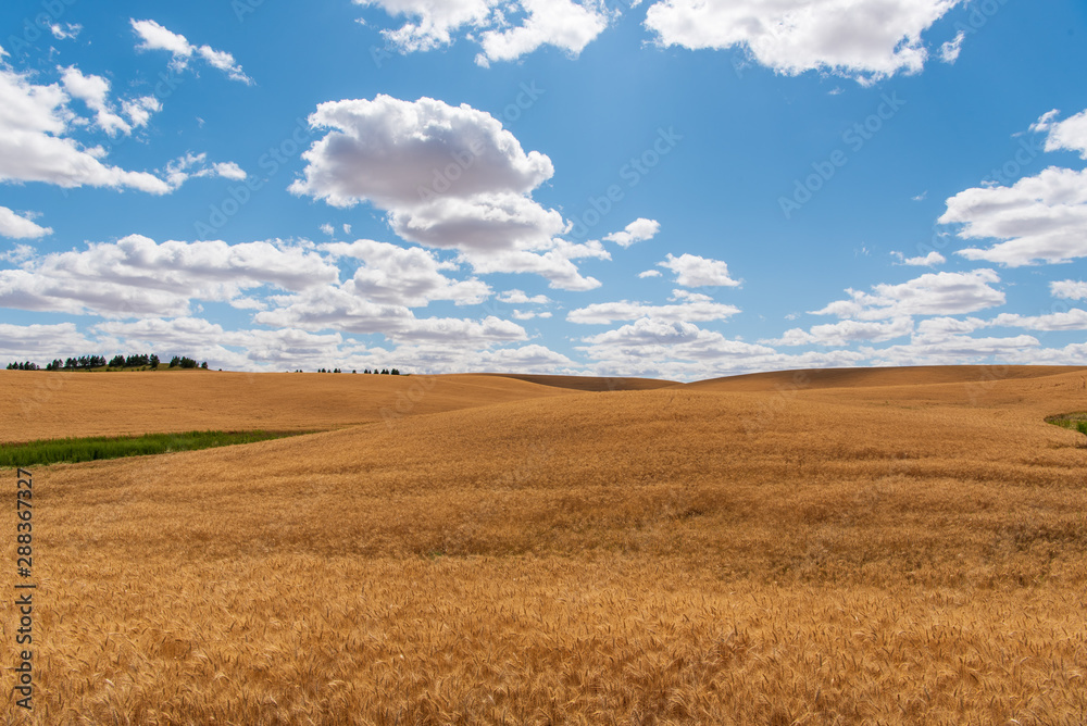 Graphic Resource of Ripe Golden Wheat Ready for the Harvest in The Palouse WA