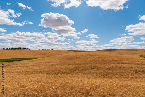 Graphic Resource of Ripe Golden Wheat Ready for the Harvest in The Palouse WA