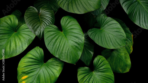 Green heart shaped bicolors leaves tropical plant on dark background