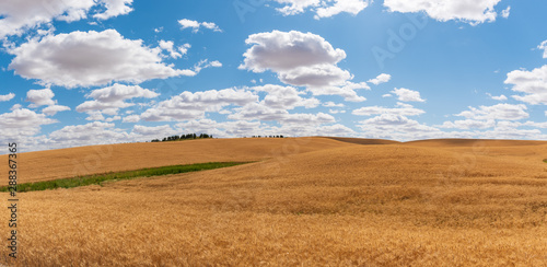 Panorama of Ripe Golden Wheat Ready for the Harvest in The Palouse in Washington State