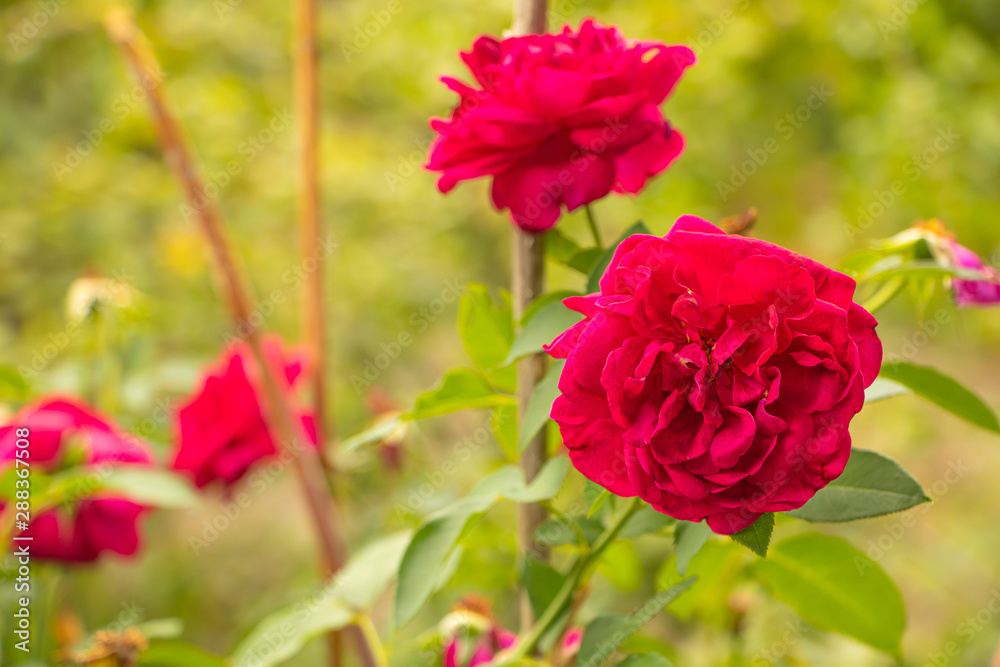 Beautiful red rose in the garden close up