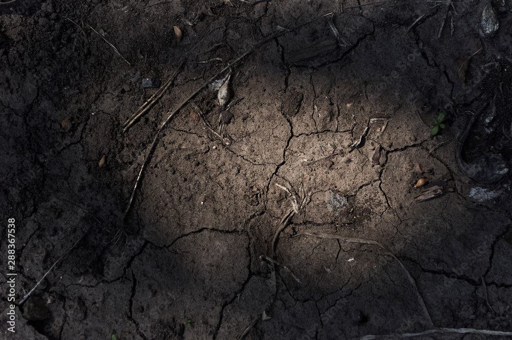 A patch of densely mulched shaded soil between some trees A patch of densely mulched shaded soil between some trees