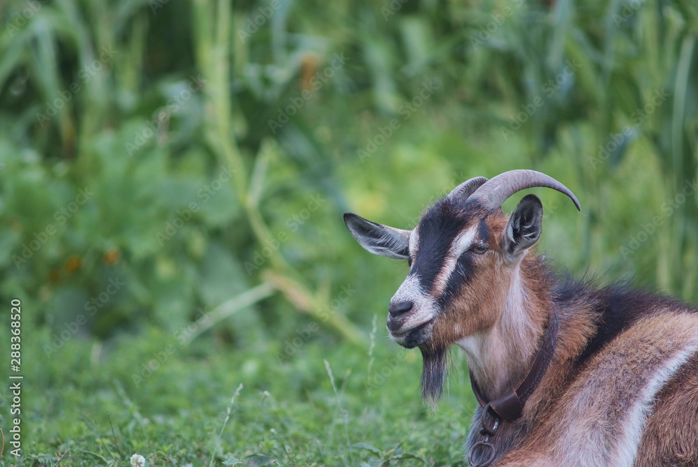 portrait of black adult goat grassing on summer meadow field at village countryside portrait of black adult goat grassing on summer meadow field at village countryside
