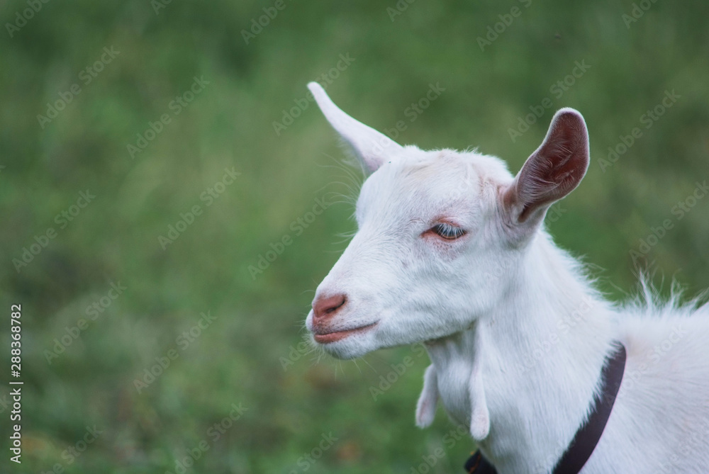 portrait of white adult goat grassing on summer meadow field at village countryside portrait of white adult goat grassing on summer meadow field at village countryside