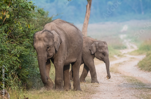 Big Tusker family at Jim Corbett National Park