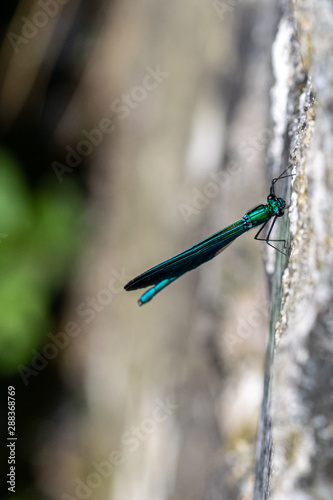 Banded Demoiselle damselfly (Calopteryx splendens) on a stone wall by the side of the River Walkham, Horrabridge, Devon photo