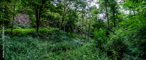 Path in the forest  Wolfsschlucht in Eifel Germany