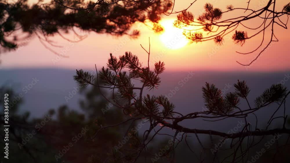 Close up video on pine tree branches moving slowly from light wind with blurry sunset behind. Video taken at the mountain top with overview over golden sun goes to horizon. Northern Sweden Close up video on pine tree branches moving slowly from light wind with blurry sunset behind. Video taken at the mountain top with overview over golden sun goes to horizon. Northern Sweden