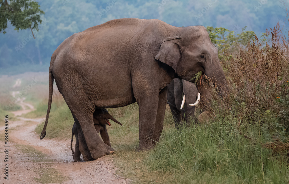 Obraz premium Big Tusker family at Jim Corbett National Park