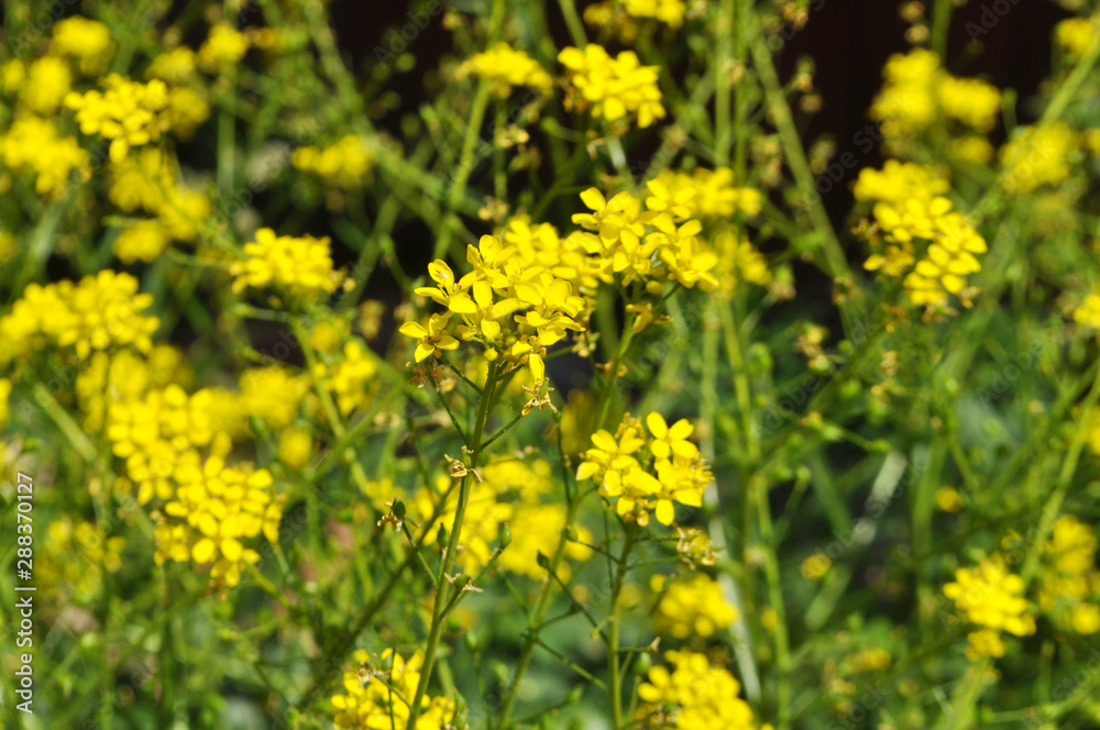 yellow wild blooming flowers yellow wild blooming flowers