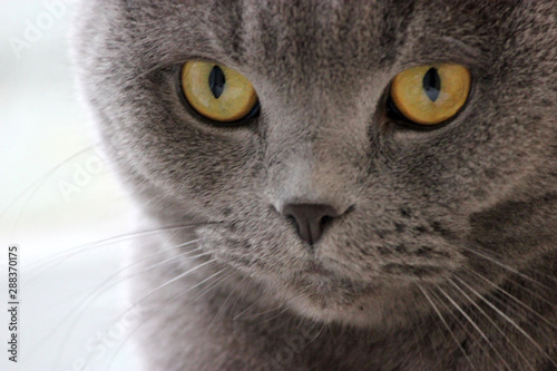portrait of a scottish fold gray cute cat