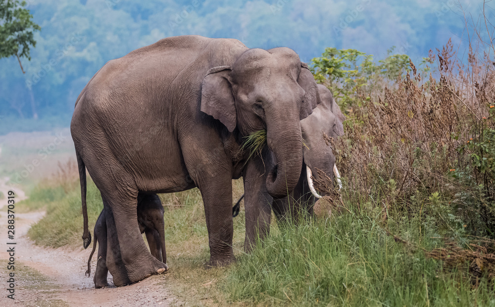 Big Tusker family at Jim Corbett National Park