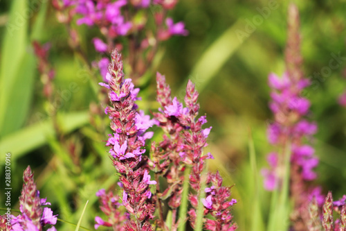 pink  wild blooming flowers