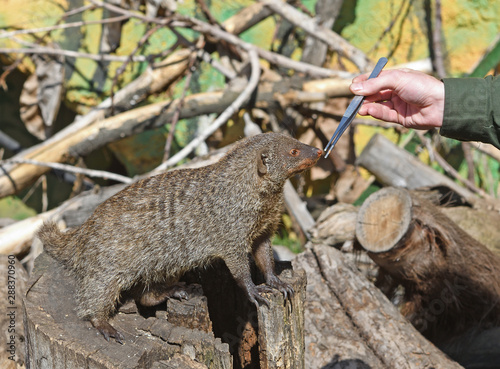 Zookeeper feeds young Banded mongoose (Mungos mungo)