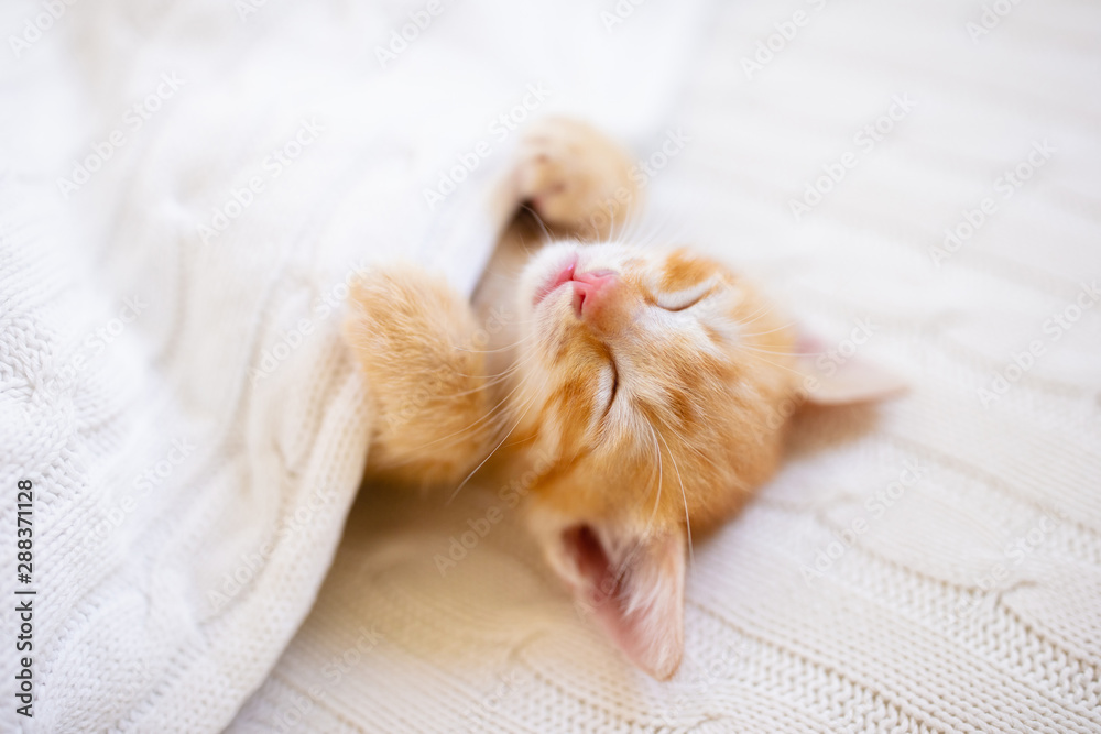 Baby cat. Ginger kitten sleeping under blanket Stock Photo | Adobe Stock