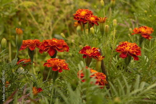 Marigold in bloom. Beautiful flowers in orange