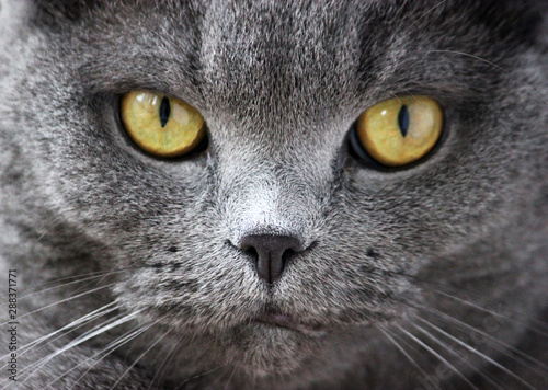 portrait of a scottish fold gray cute cat