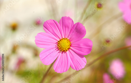 Cosmea flowers  bright floral background.