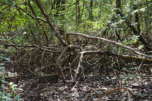 root tree in mangrove