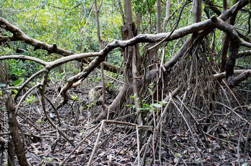 root in mangrove