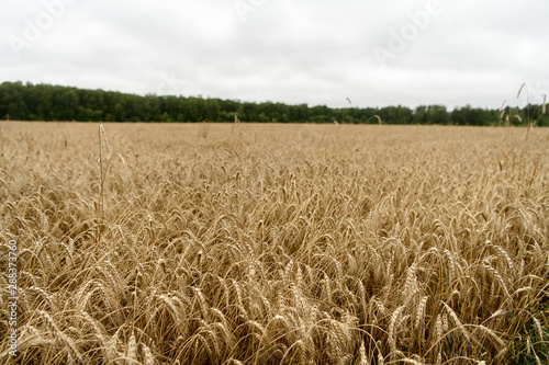 Yellow wheat field in Moscow Region