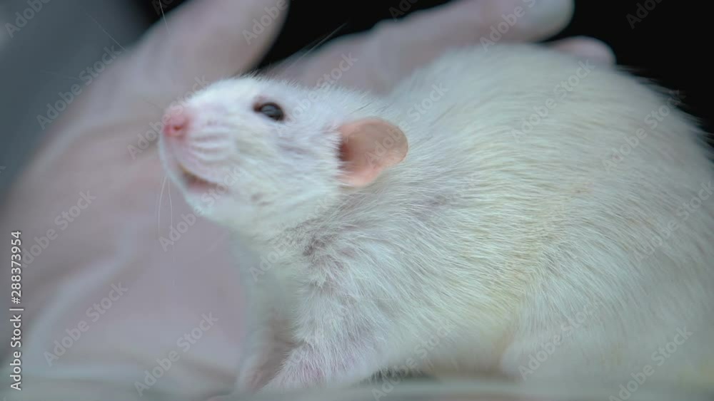 Rat sitting on laboratory table, scientist conducting experiment, dermatology Rat sitting on laboratory table, scientist conducting experiment, dermatology