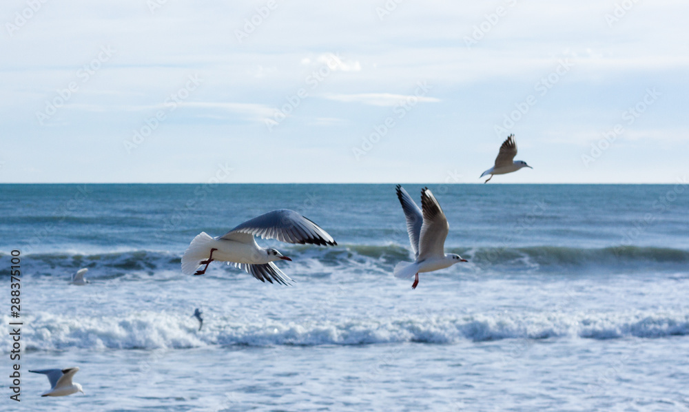 Fototapeta premium Flying seagull over the sea