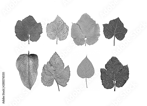 Set of distress tree leaves, leaflet texture. Black and white grunge background.