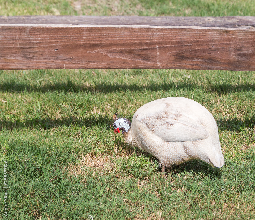 Obraz premium White African Guinea Fowl: White African Guinea Fowl at Sweet Creek Farmers Market located off of highway 231 in Montgomery, Alabama.
