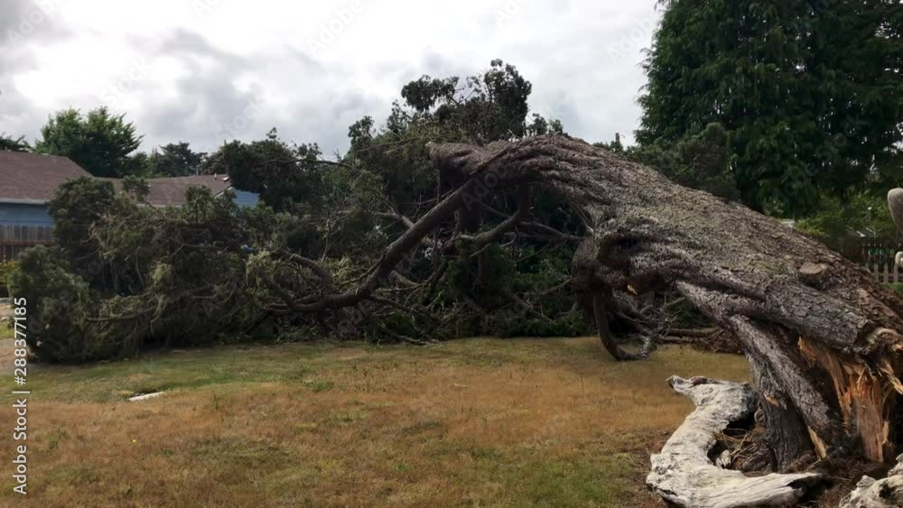 Fallen big tree in a front yard. House garden. Storm damage Fallen big tree in a front yard. House garden. Storm damage