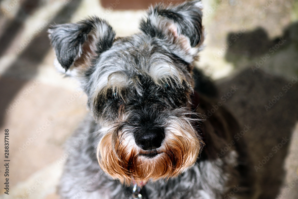 Grey and white Miniature Schnauzer dog