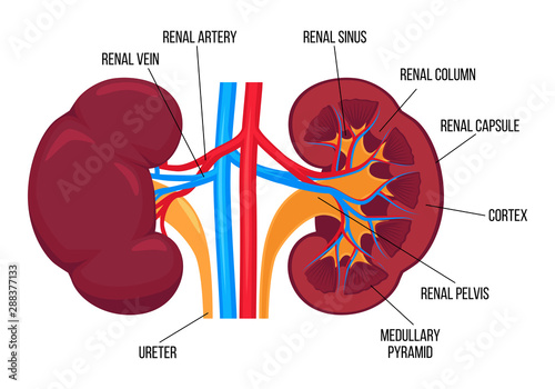Flat vector illustration: left and right healthy kidney and their anatomy. Detailed realistic vector design with description for book or infographic. Human internal organ. Human urinary system.