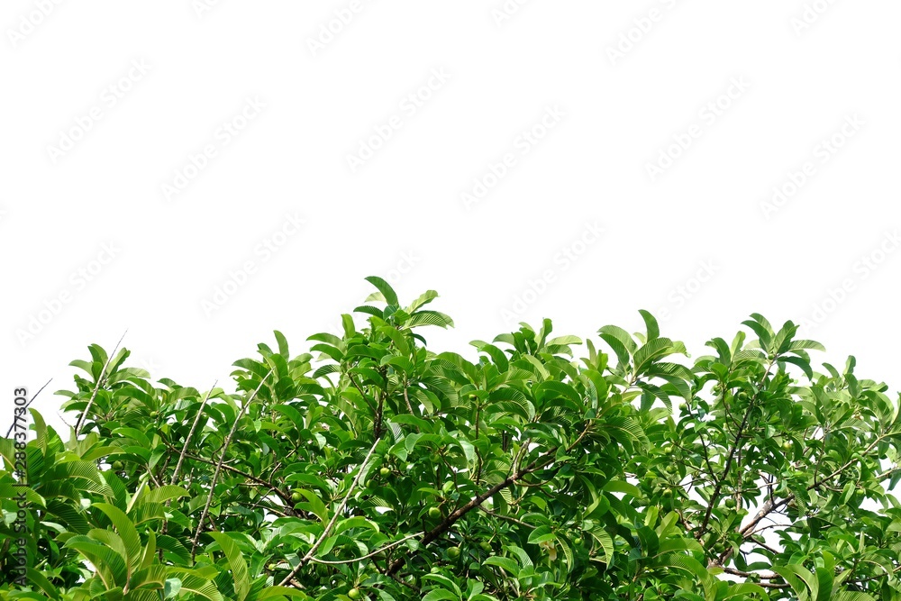 Tropical elephant apple tree leaves with branches on white isolated background for green foliage backdrop