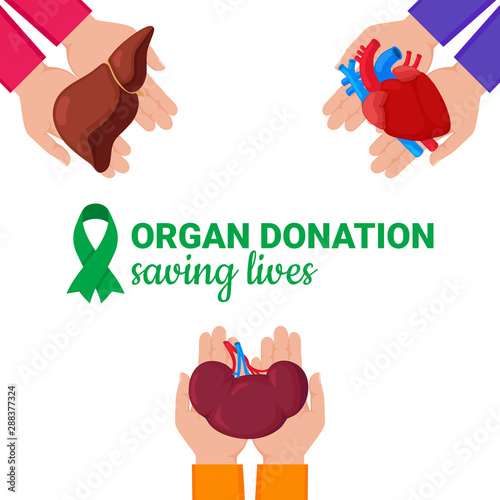 Organ donation concept. Flat vector colorful illustration. Internal human organs. Organ donation green ribbon. National donor day. Organ donation saving lives.