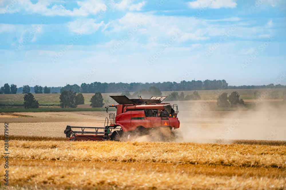 Fototapeta premium Combine harvester in action on the field. Combine harvester. Harvesting machine for harvesting a wheat field.