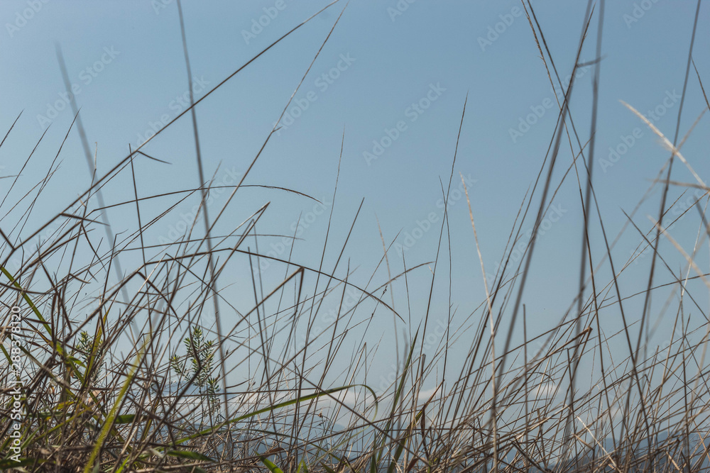 Grass Grass