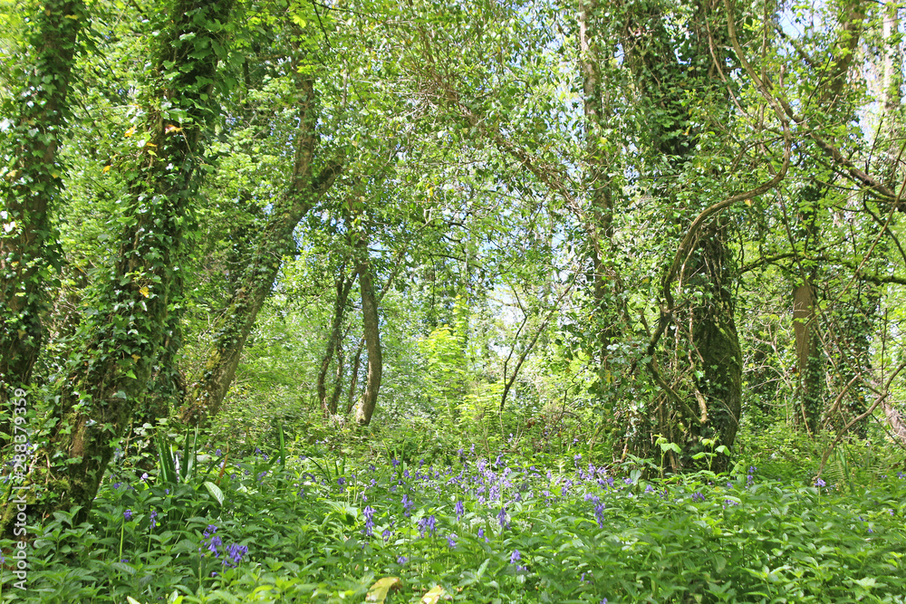Fototapeta premium Bluebell wood in spring