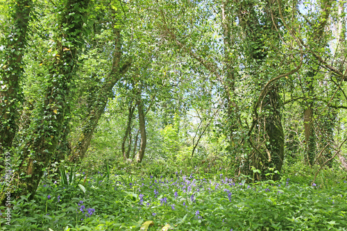 Fototapeta Naklejka Na Ścianę i Meble -  Bluebell wood in spring