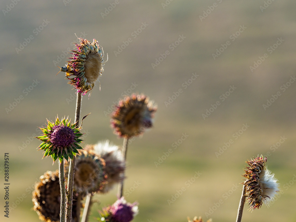 Obraz premium OLYMPUS DIGITAL CAMERA