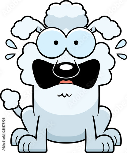 Terrified Little Poodle