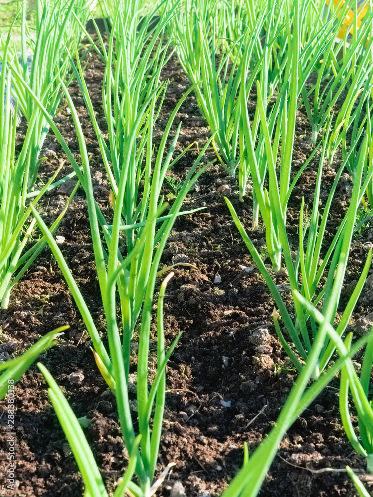 beds with young onions, rows of green fresh onions, green onions in the ground. Selective focus beds with young onions, rows of green fresh onions, green onions in the ground. Selective focus