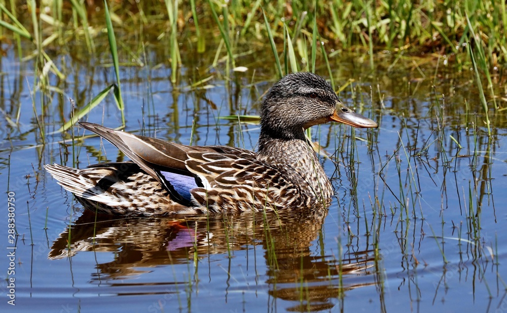 Malard - The most abundant and widespread of all waterfowl, the mallard is also the most hunted game bird. Malard - The most abundant and widespread of all waterfowl, the mallard is also the most hunted game bird.